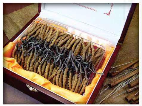 千山冬虫夏草回收